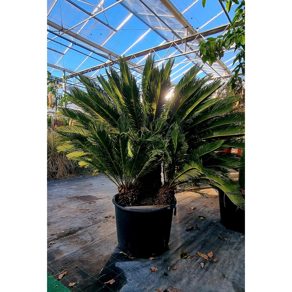 Cycas Revoluta 3 stammen 40/50 cm