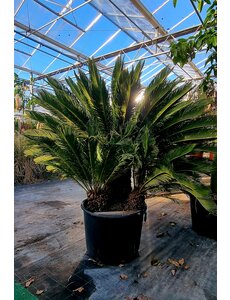  Cycas Revoluta 3 stammen 40/50 cm