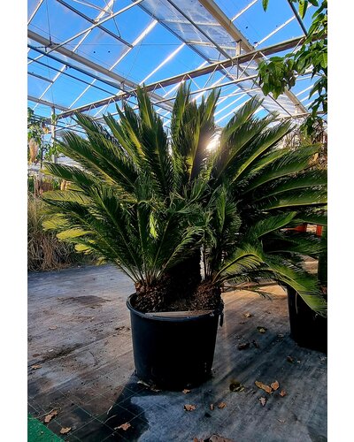  Cycas Revoluta 3 stammen 40/50 cm