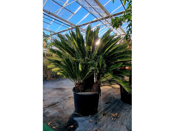 Cycas Revoluta 3 stammen 40/50 cm
