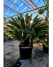  Cycas Revoluta 3 stammen 40/50 cm