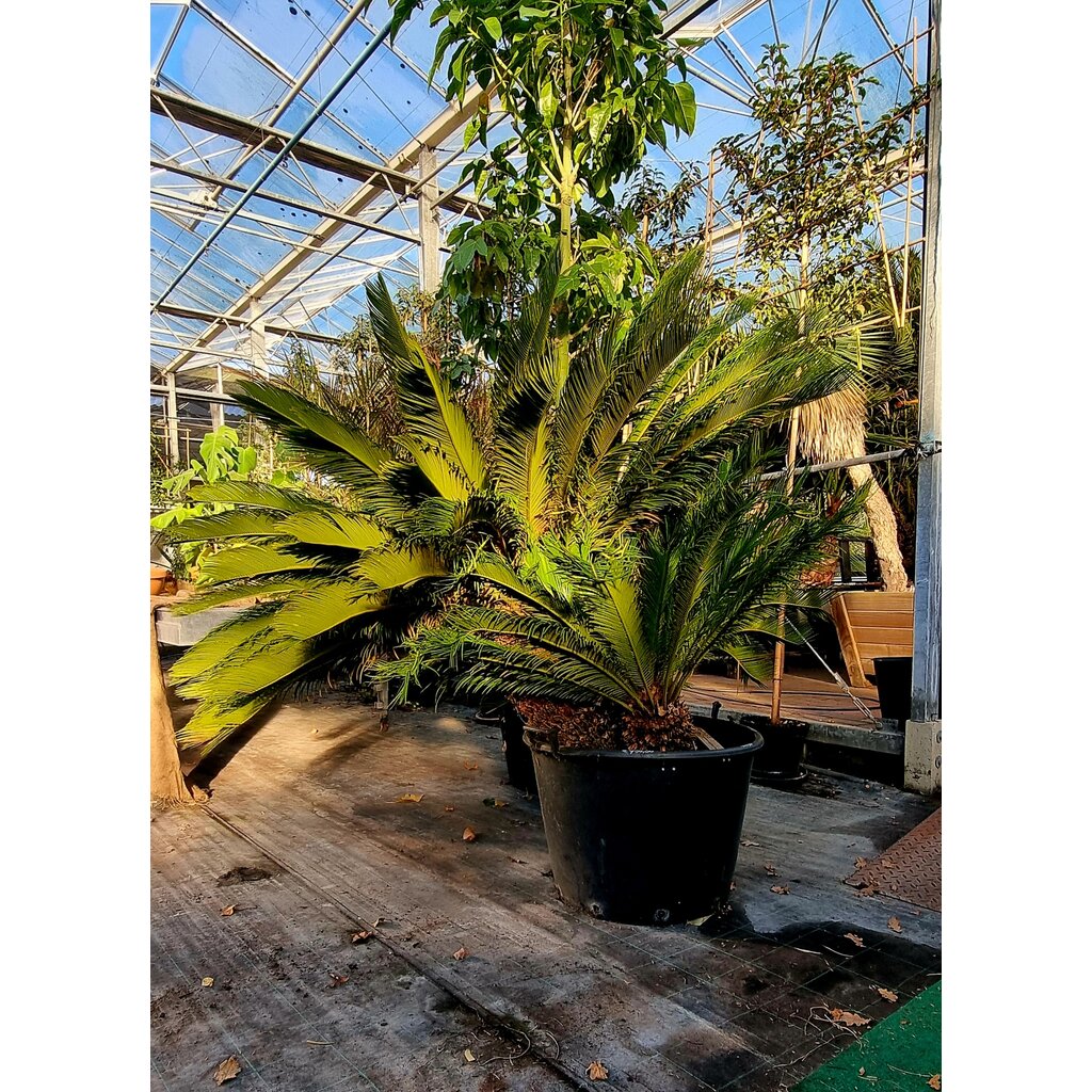 Cycas Revoluta 3 stammen 40/50 cm
