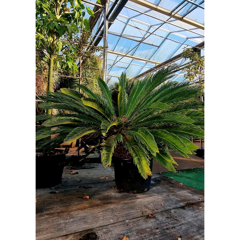 Cycas Revoluta 3 stammen 40/50 cm