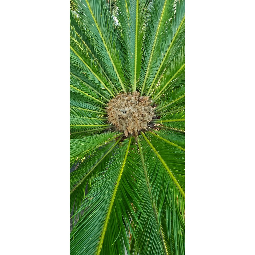 Cycas Revoluta 3 stammen 40/50 cm