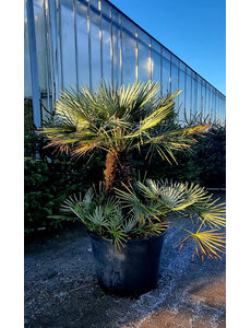 Chamaerops humilis cerifera