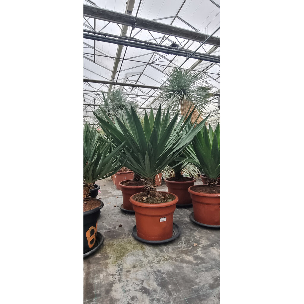Yucca gloriosa "Lone star" (pot 35 liter)