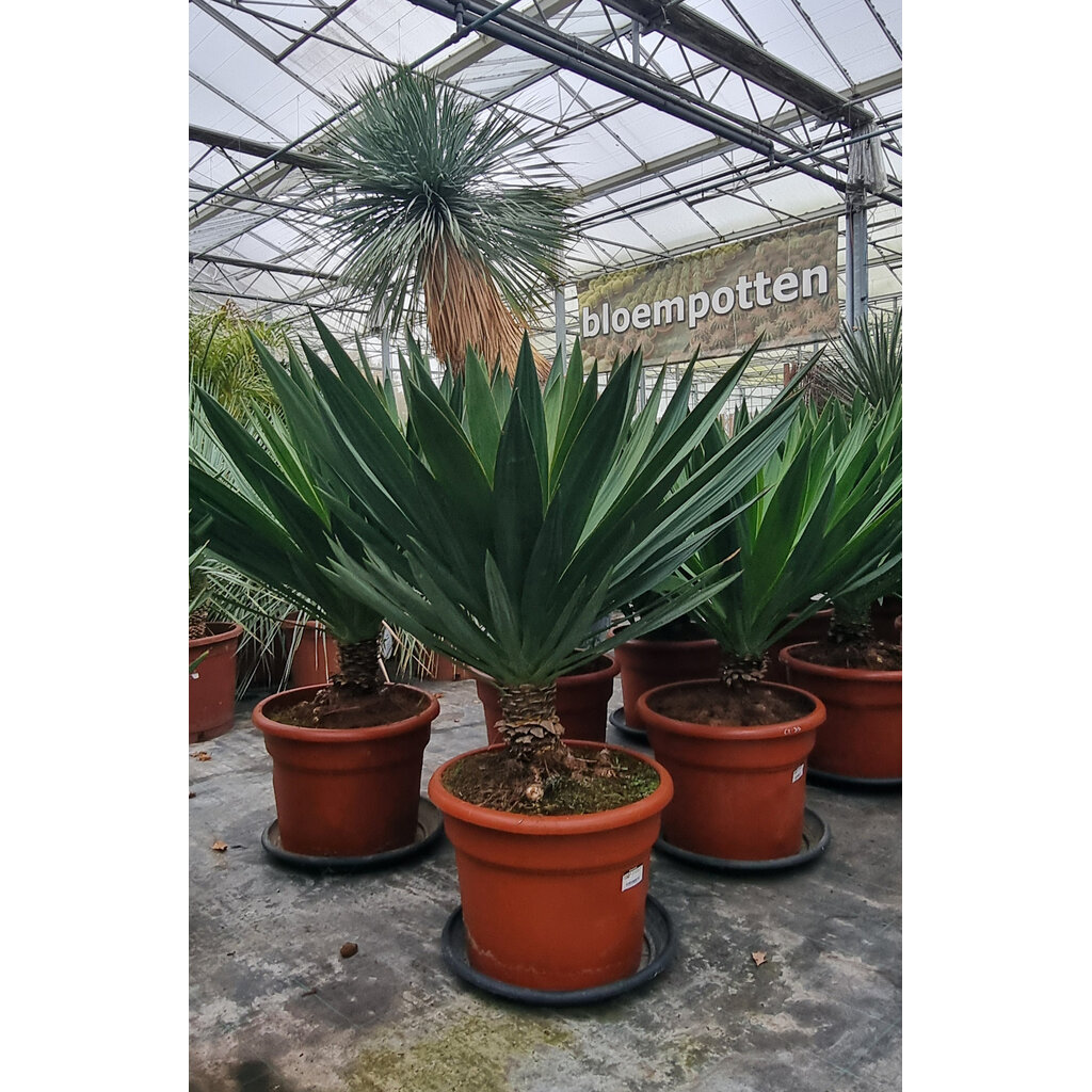 Yucca gloriosa "Lone star" (pot 35 liter)