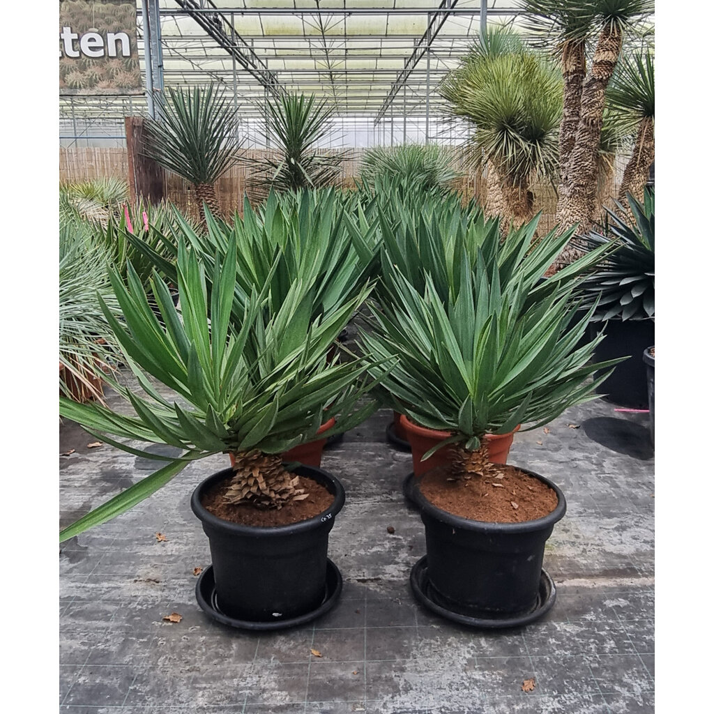 Yucca gloriosa "Lone star" (pot 35 liter)