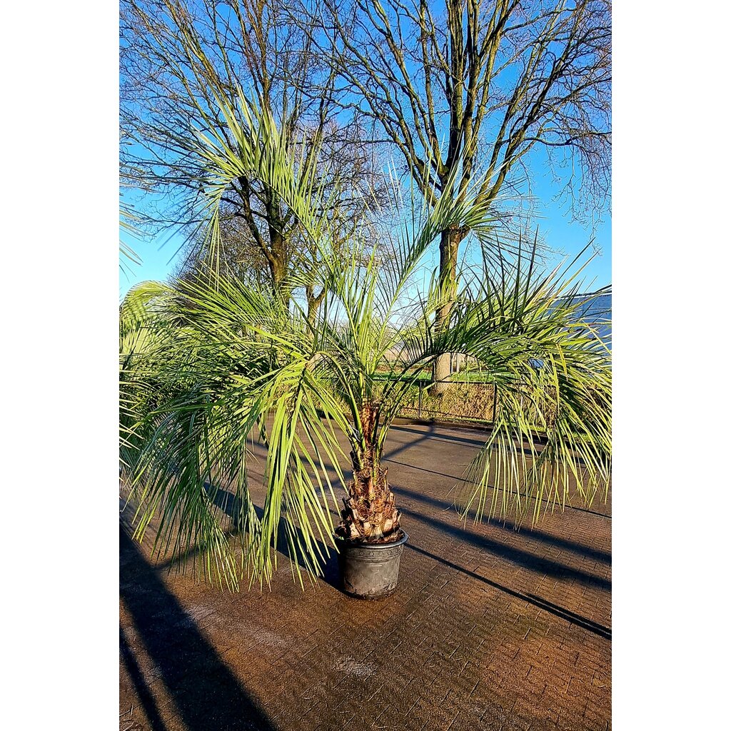 Butia capitata   50/60 CM   (CT-60)
