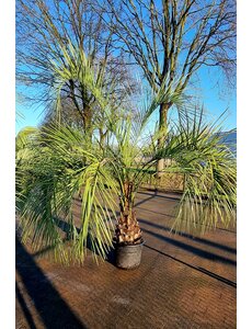 Butia capitata   50/60 CM   (CT-60)
