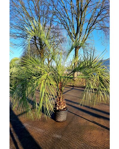 Butia capitata   50/60 CM   (CT-60)