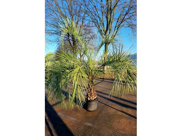 Butia capitata   50/60 CM   (CT-60)