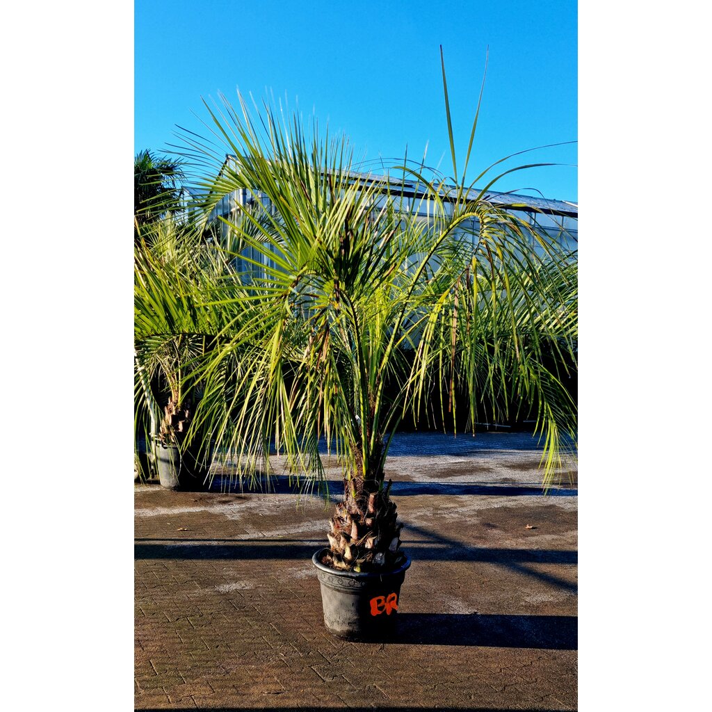 Butia capitata   50/60 CM   (CT-60)