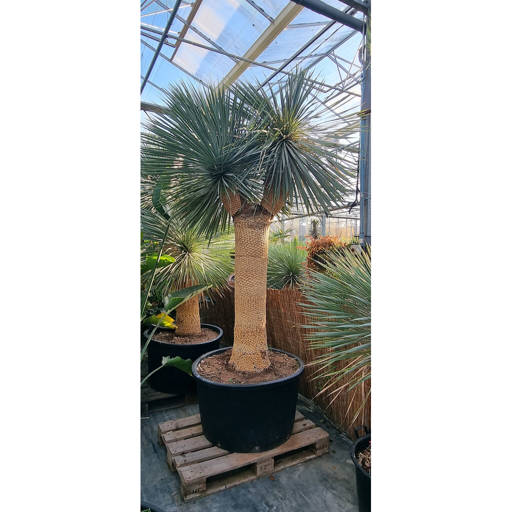 Yucca rostrata "Multihead" (NO:18)