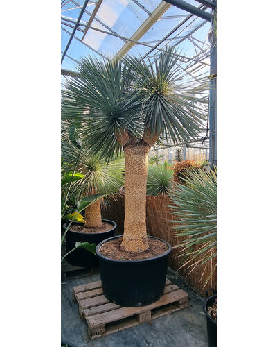 Yucca rostrata "Multihead" (NO:18)
