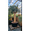 Yucca rostrata "Multihead" (NO:18)