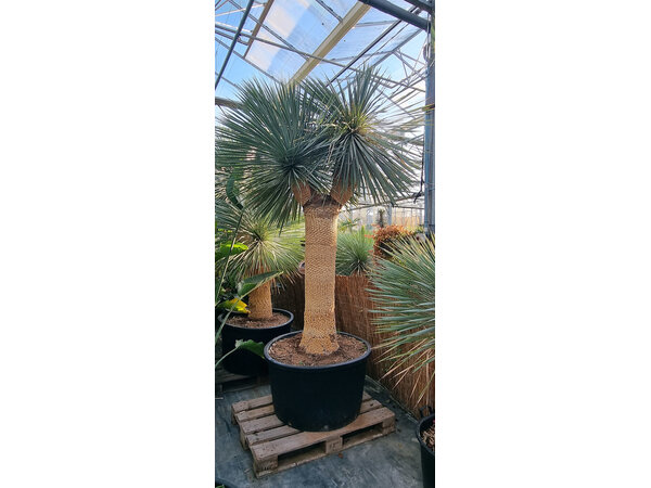 Yucca rostrata "Multihead" (NO:18)