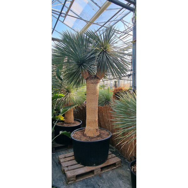 Yucca rostrata "Multihead" (NO:18)