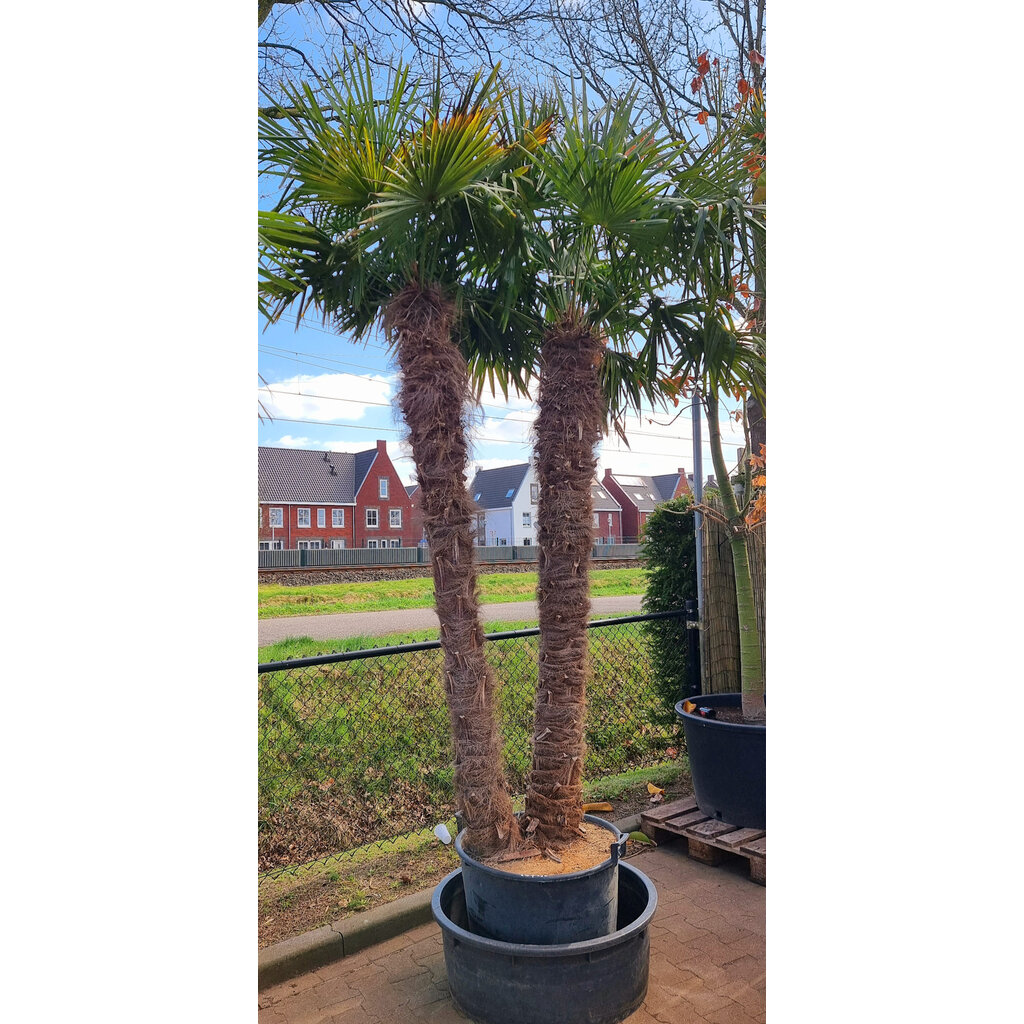 Trachycarpus fortunei "double" (stam 210+220 cm)