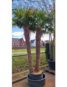 Trachycarpus fortunei "double" (stam 210+220 cm)