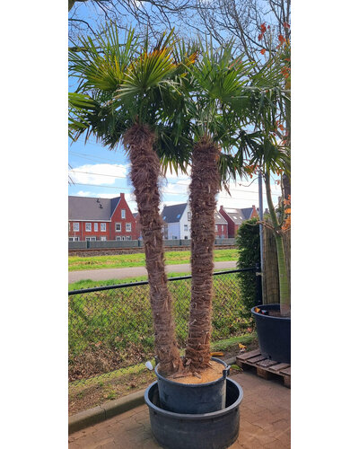Trachycarpus fortunei "double" (stam 210+220 cm)