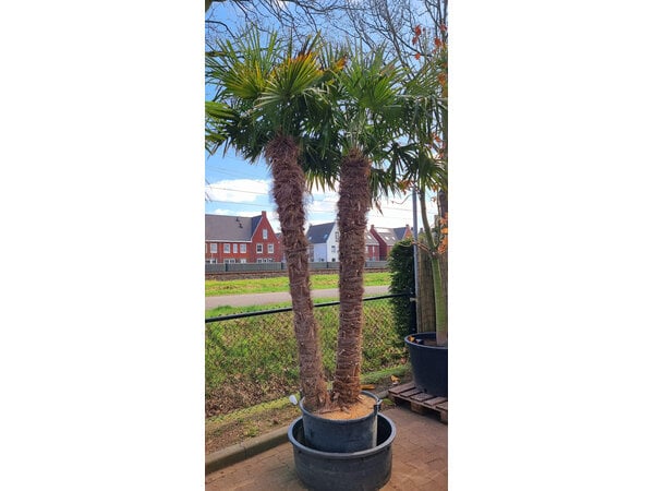 Trachycarpus fortunei "double" (stam 210+220 cm)