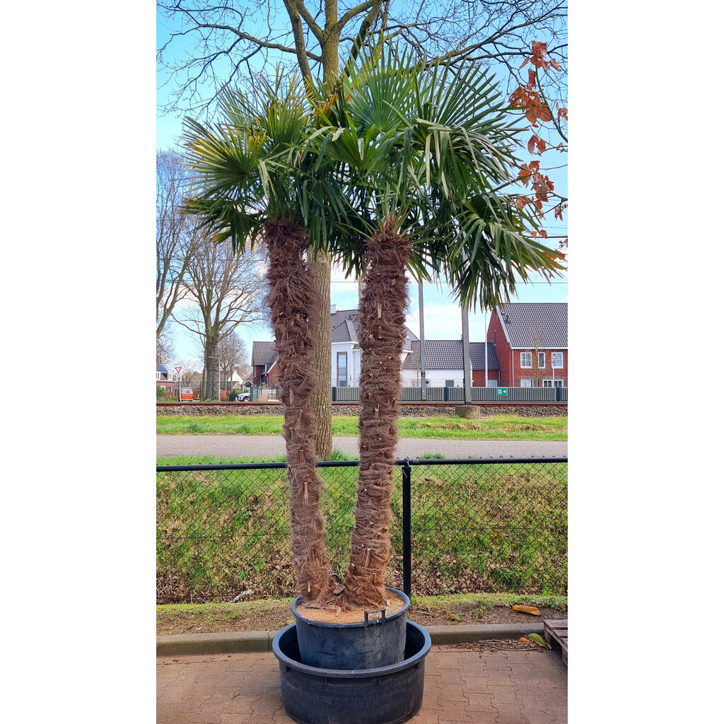 Trachycarpus fortunei "double" (stam 210+220 cm)