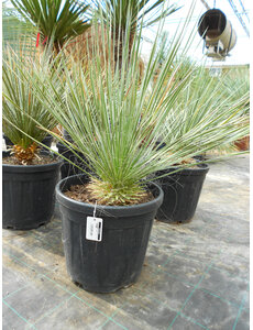  Yucca elata (50-60 cm)