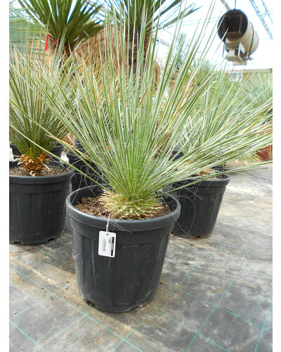  Yucca elata (50-60 cm)