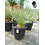 Yucca elata (50-60 cm)
