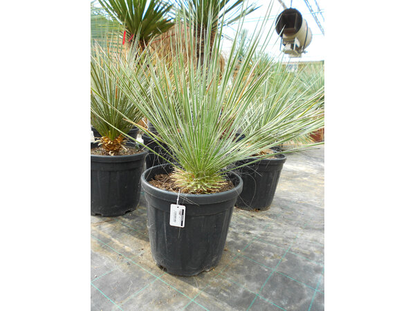 Yucca elata (50-60 cm)