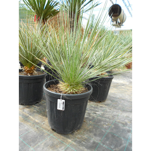 Yucca elata (50-60 cm)