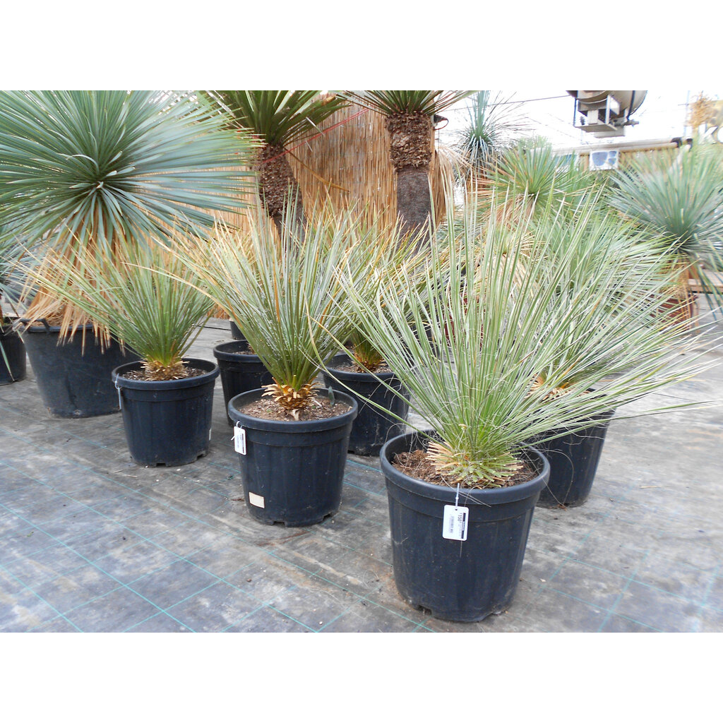 Yucca elata (50-60 cm)