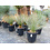 Yucca elata (50-60 cm)
