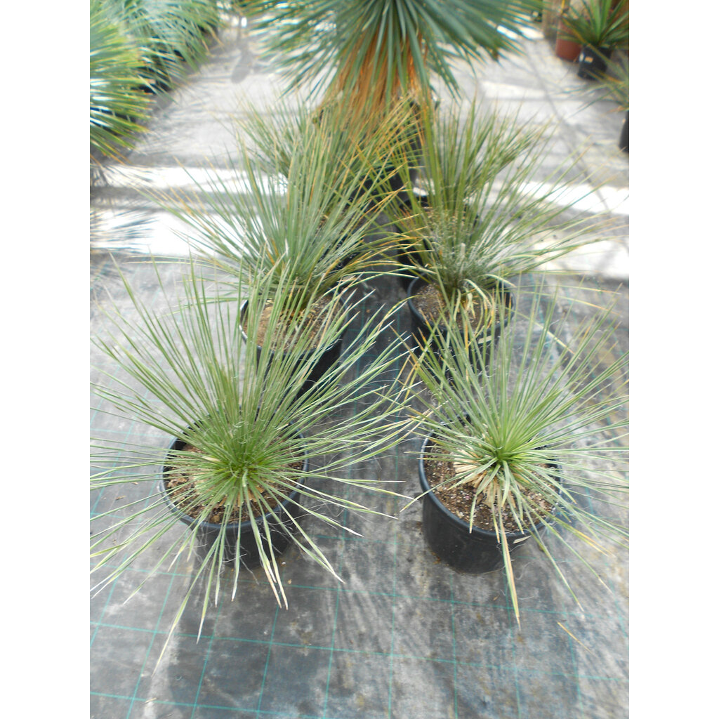 Yucca elata (50-60 cm)