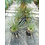 Yucca elata (50-60 cm)