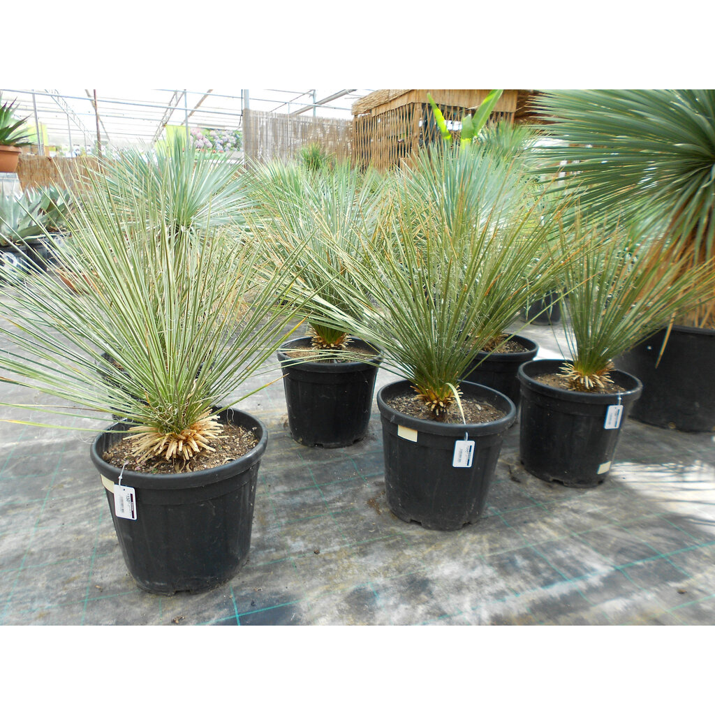 Yucca elata (50-60 cm)