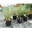 Yucca elata (50-60 cm)