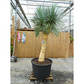 Yucca Rostrata. "'Monsterpiece''  "Multihead" (NO:4)