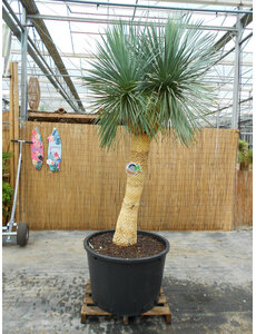 Yucca Rostrata "Multihead" (NO:4)
