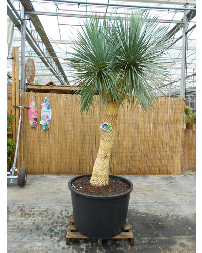  Yucca Rostrata "Multihead" (NO:4)