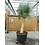 Yucca Rostrata. "'Monsterpiece''  "Multihead" (NO:4)