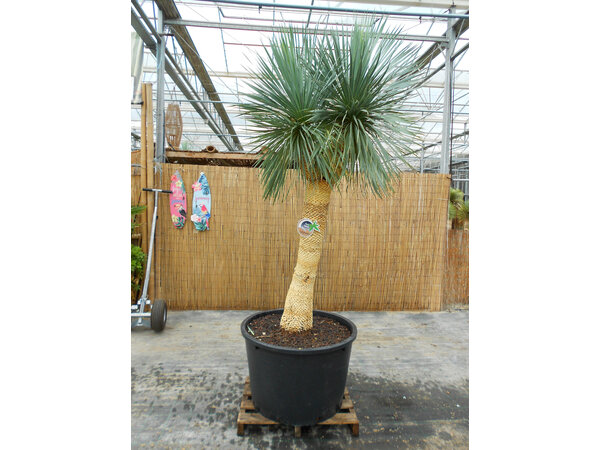 Yucca Rostrata "Multihead" (NO:4)