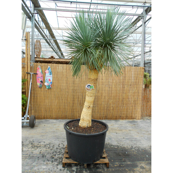 Yucca Rostrata. "'Monsterpiece''  "Multihead" (NO:4)