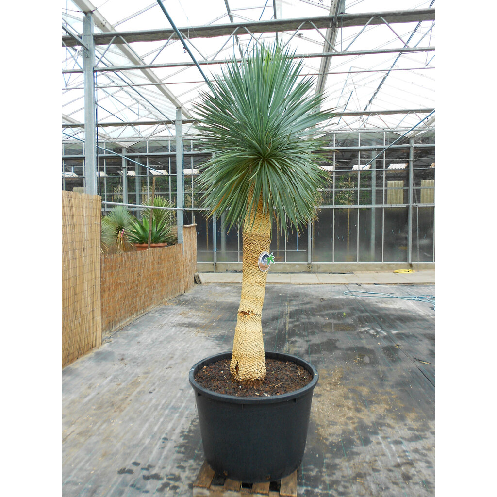 Yucca Rostrata. "'Monsterpiece''  "Multihead" (NO:4)