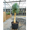 Yucca Rostrata. "'Monsterpiece''  "Multihead" (NO:4)