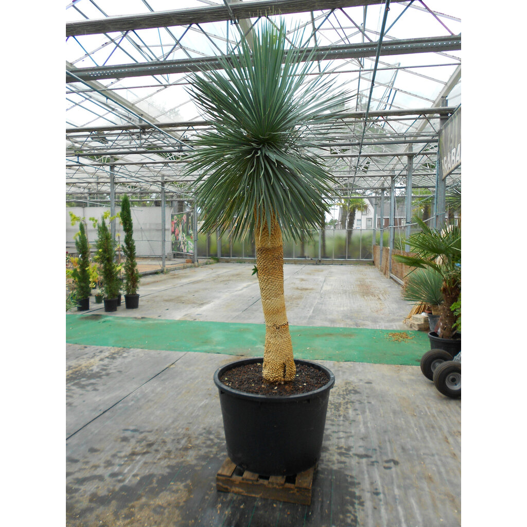 Yucca Rostrata. "'Monsterpiece''  "Multihead" (NO:4)