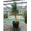 Yucca Rostrata. "'Monsterpiece''  "Multihead" (NO:4)