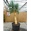 Yucca Rostrata. "'Monsterpiece''  "Multihead" (NO:4)