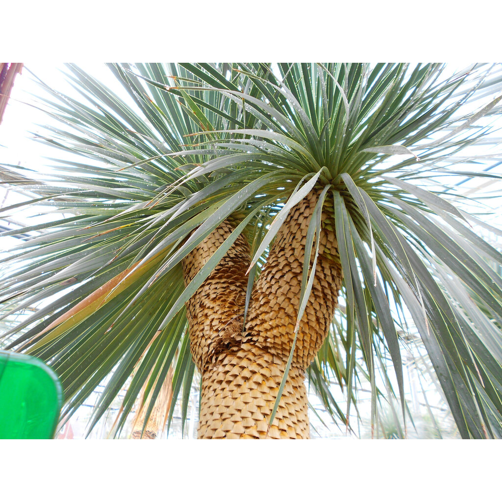Yucca Rostrata. "'Monsterpiece''  "Multihead" (NO:4)